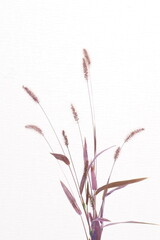 紫色のエノコログサ