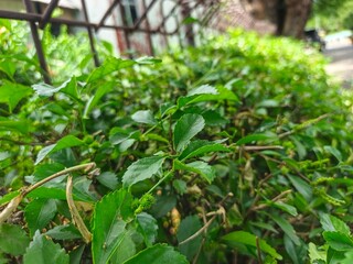 tomato plants in a greenhouse