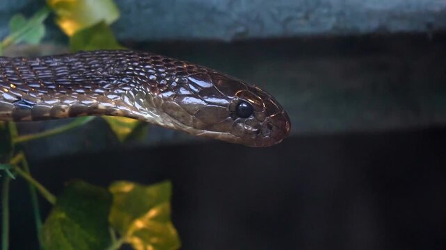 Closeup of a cobra snake