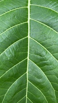 Extreme close up view of green leaf with sunlight and shadows. detail. macro. texture structure of fresh green leaf chlorophyll cell, abstract nature background, natural line pattern. Potrait.