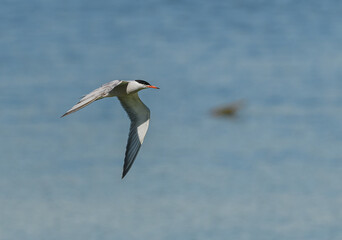 common tern (Sterna hirundo) in flight