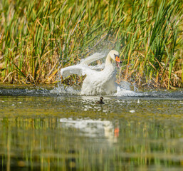 mute swan (Cygnus olor) ruffling feathers in water