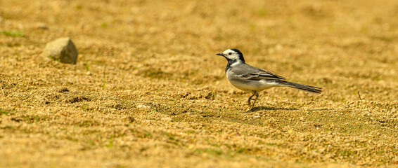 white wagtail (Motacilla alba) on ground