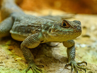 iguana, dragon lizard (Agamidae) portrait