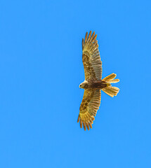 bird of prey in flight on the sky