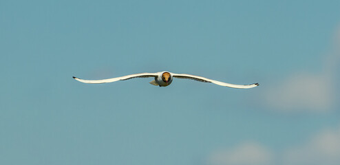 black-headed gull (Chroicocephalus ridibundus) in flight