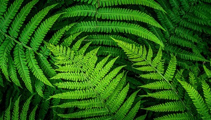 Lush Green Fern Fronds Unfolding in a Dense Forest Canopy.