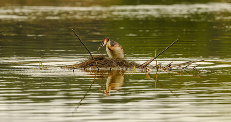 great crested grebe (Podiceps cristatus) on nest
