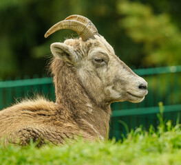 bighorn sheep (Ovis canadensis) portrait