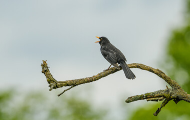 common blackbird (Turdus merula) on branch