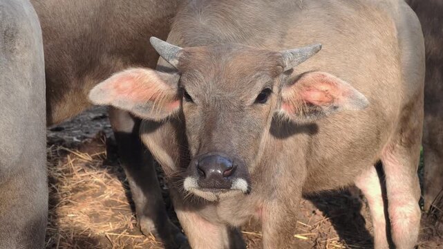 Close-up of a buffalo's head and horns