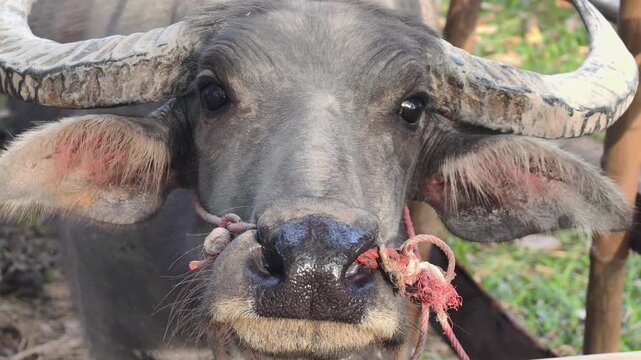 Close-up of a buffalo's head and horns
