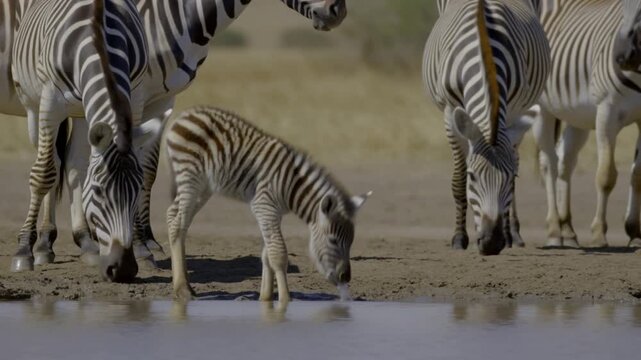 A baby zebra drinking water with herd. This scene encapsulates the beauty of wildlife in its natural habitat Stock Video