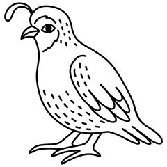 Outline of quail illustration 