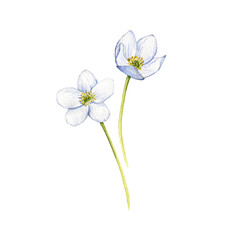 watercolor drawing flowers of windflowers isolated at white background, wild flowering plants, hand drawn illustration