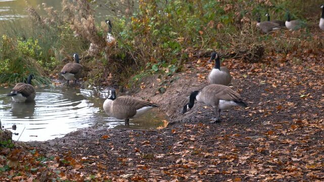 Flock of Canadian Geese drinking and cleaning at the edge of a lake in autumn surround by orange leaves on the floor
