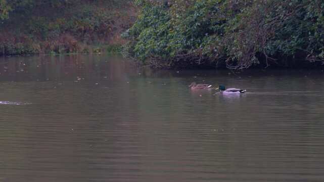 Panning shot tracking 2 mallard ducks swiming a calm lake in autumn with orange sun reflections