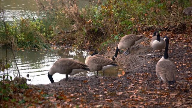 Flock of Canadian Geese drinking and cleaning at the edge of a lake in autumn surround by orange leaves on the floor