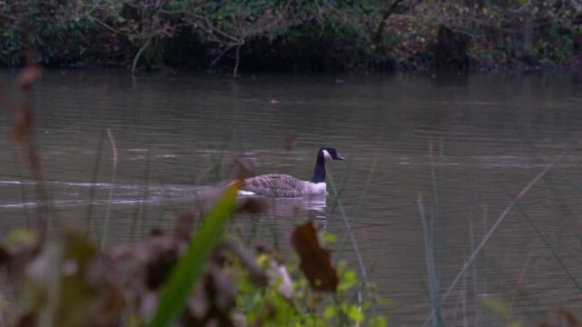 Panning shot of a single Canada Goose swinning on a large calm pond or lake looking through tall grass and reeds at sunrise