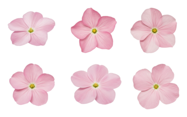 Six pink five-petaled flowers with yellow centers arranged on transparent background