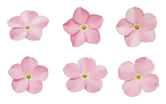 Six pink five-petaled flowers with yellow centers arranged on transparent background