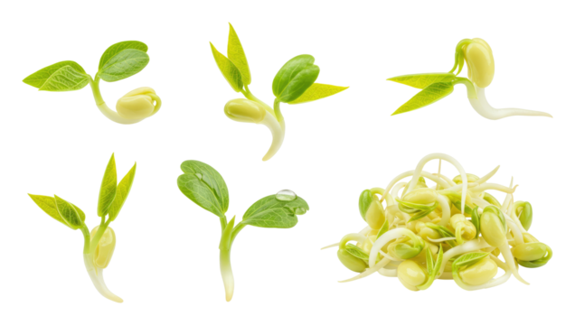 Fresh bean and alfalfa sprouts with white stems and green leaves, arranged in small clusters