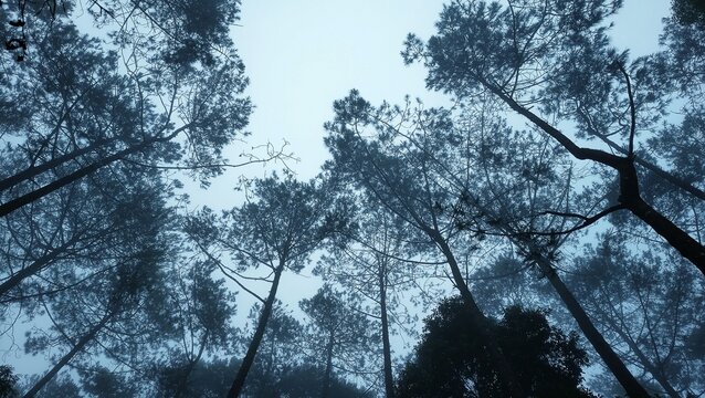 Monochrome, low-angle view looking up at tall silhouetted trees in a dense, foggy forest, with bright light filtering through the mist, creating a mysterious, atmospheric, and ethereal mood.