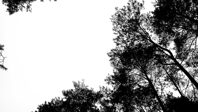 pines tree silhouette. Panoramic shot, low angle view of the pine forest with tree silhouettes. Black and white photo. Upper branches of tree. Ecology, environment, save forest concept