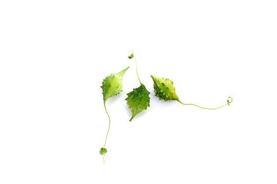 Balsam pear, Bitter cucumber, Leprosy gourd
