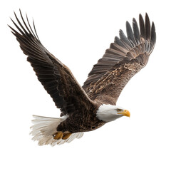 Obraz premium Flying Eagle Isolated on Transparent Background. PNG.