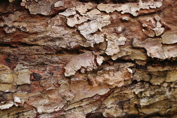 Aged Tree Bark Texture with Natural Cracks and Rough Surface