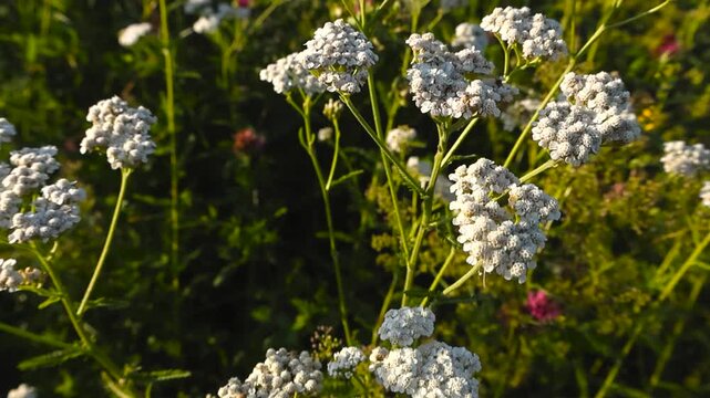 Closeup gliding moves over clusters of small white blossoms top of the green stem, yarrow flowers in focus. Dreamy colorful flowering summer meadow in warm sunlight blur into shallow depth of field