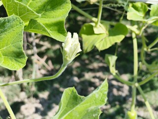 Close up of a green squash blossom on a vine with leaves