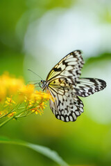 Fototapeta premium A Delicate Rice Paper Butterfly Sipping Nectar from a Vibrant Cluster of Yellow Flowers in a Lush Green Garden with Soft, Diffused Light Creating a Peaceful Atmosphere
