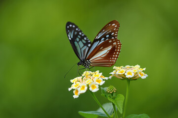 Fototapeta premium A Delicate Chestnut Tiger Butterfly Perched Gracefully on a Cluster of Tiny Yellow Flowers in a Lush Green Field on a Warm Summer Day