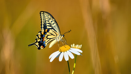 A Delicate Dance A Butterfly's Gentle Embrace on a Daisy, Capturing the Essence of Nature's Intricate Beauty and the Harmony of Life in a Summer Field