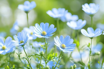 Delicate Blue Nemophila Flowers Blooming in a Lush Green Meadow