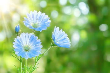 Blooming Blue Flax Flowers in Sunlight on a Green Bokeh Background