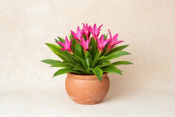 Blooming Bromeliad Plant in Clay Pot with Bright Pink Flowers Indoors