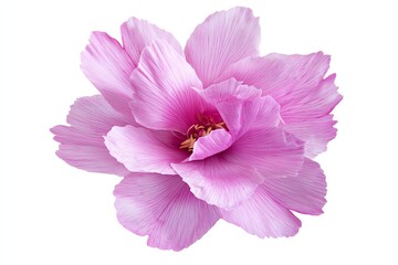 Close-up of Pink Flower Blossom Isolated on White Background Petals