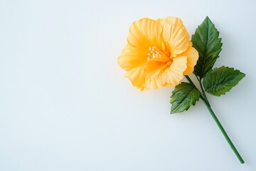 Isolated Single Yellow Hibiscus Flower with Leaves on Light Background