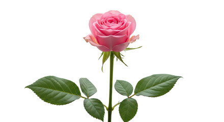 Fototapeta premium Elegant Pink Rose Bloom With Green Leaves On Black Background