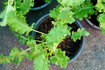 Organic fresh Kale Green cabbage (Brassica oleracea var. sabellica) - Kale green leaf isolated before white background. Kale has the highest vitamin K content of any vegetable.