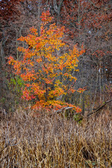 741-50 Bradford Pear Autumn