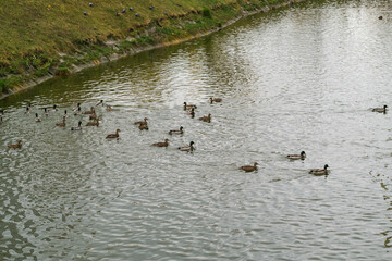 A flock of ducks swimming in a calm river near green grassy riverbank. Wildlife and nature concept for tranquil outdoor scene.