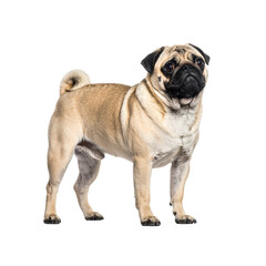 Obraz premium Untitled design - Purebred Pug Dog Standing Side Looking Forward