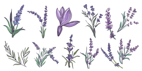 Lavender flowers elements. Collection of lavender flowers on a white background. Vector illustration flower. Vintage botanical drawing of French Lavender. Blossomed lavender.