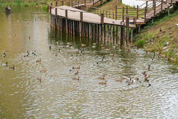 Many mallard ducks swim on a pond near a wooden pier and stairs. Wildlife nature scene for recreation and outdoor activity.