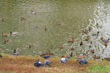 Many wild ducks swimming in muddy water near a grassy bank with pigeons. Nature photography for wildlife, park, outdoor and environment concept.