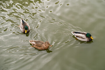 Three wild ducks, two males and one female, swimming calmly in green pond water. Wildlife and nature photography.